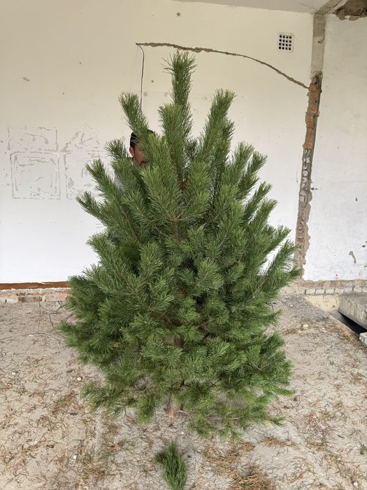 Сосна елки новогоднии