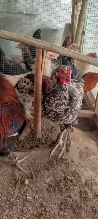 Хурозлар сотилади