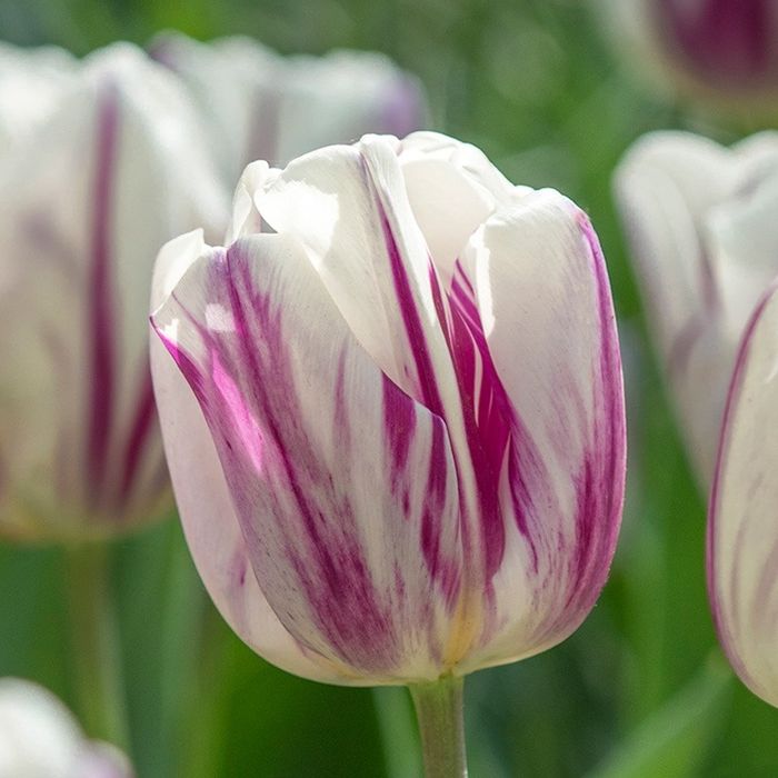 Bulbi de: Lalele, narcise, zambile, crocus