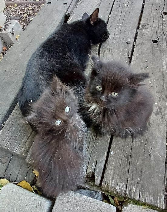 Срочно! Отдам котят в добрые руки