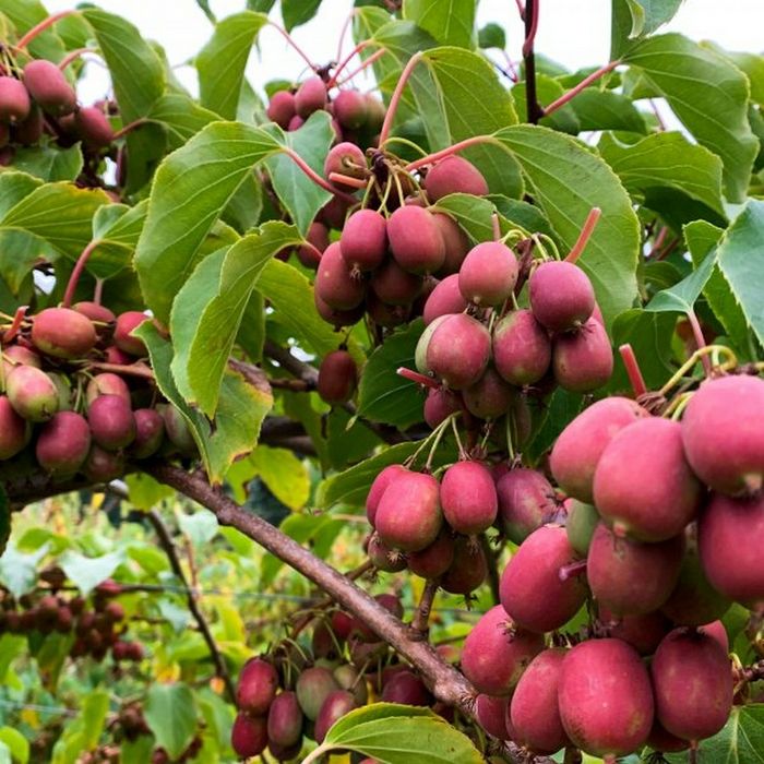 Kiwi La Ghiveci (Ken's Red )
