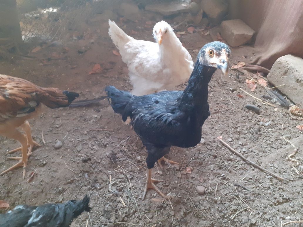 Dakan jojalar sotiladi