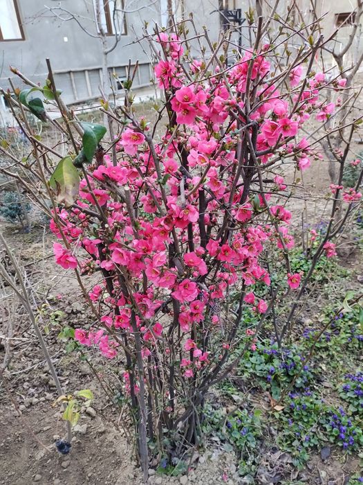 Японски айва сатилади