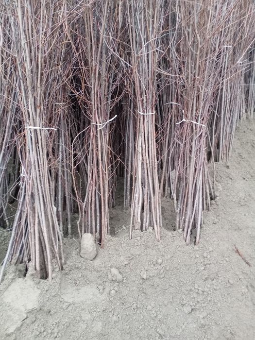 Qora gilos ali Vali gilos