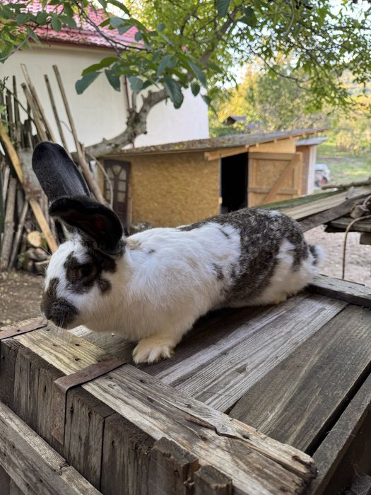 Femela fluture german