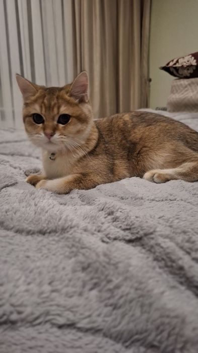 Британская шиншилла