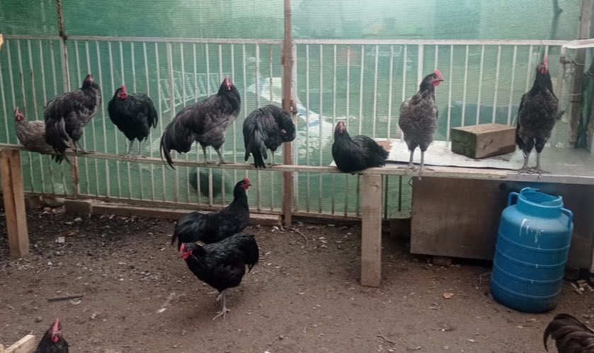 Cocoși Australorp de vânzare