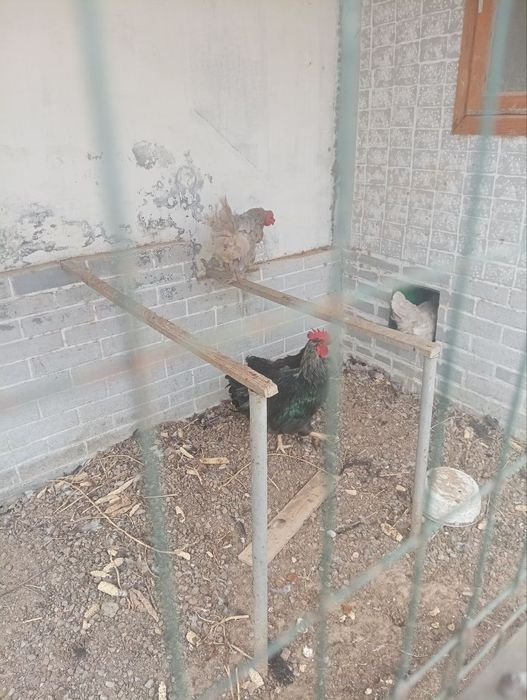 Домашние куры. Возраст 1,5 года