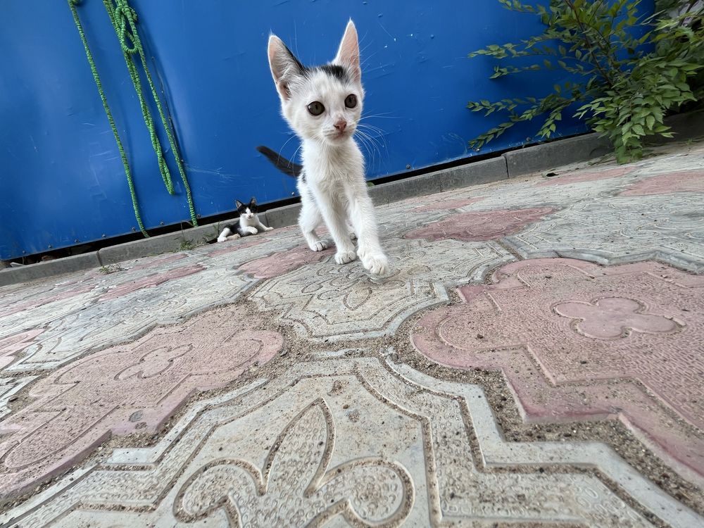 Отдам котят в добрые руки.