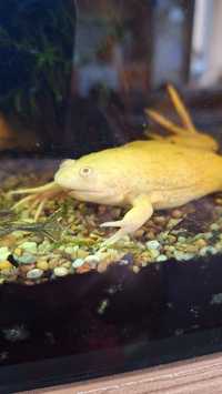 Африканска жаба албинос за аквариум,палудариум