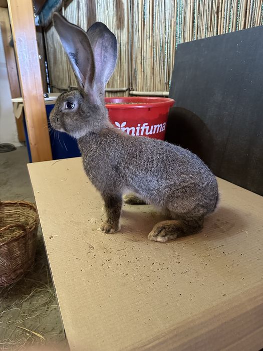 Iepuri Uriaș German