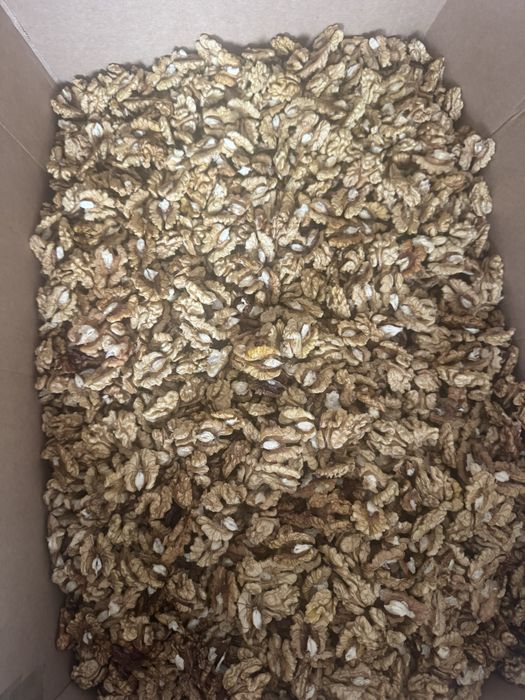 Vand sanbure de nuca de anul acesta