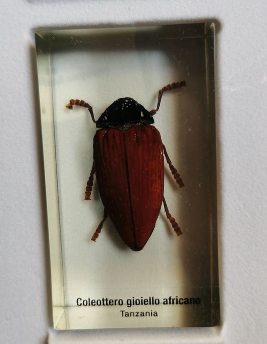 Vând Insecte De Colecție În Rășină