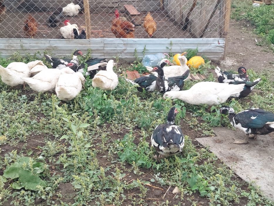 Vând rațe leșesti