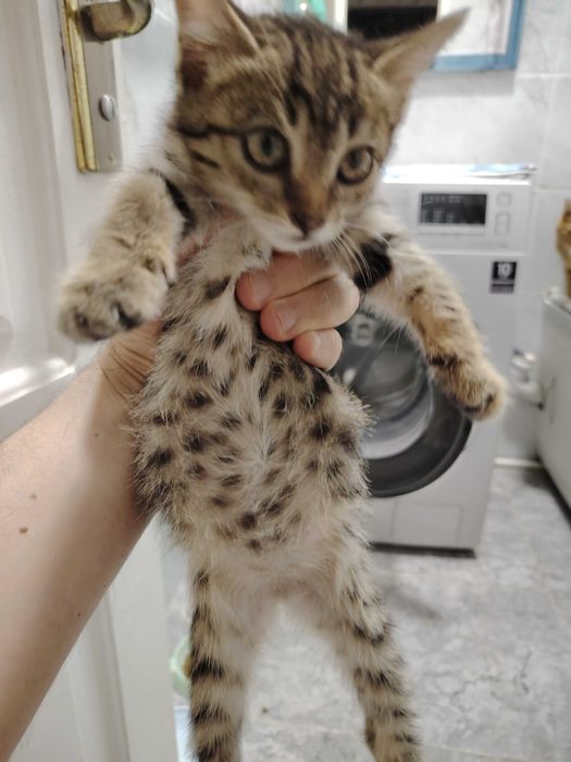 Отдаётся даром очень красивый котёнок