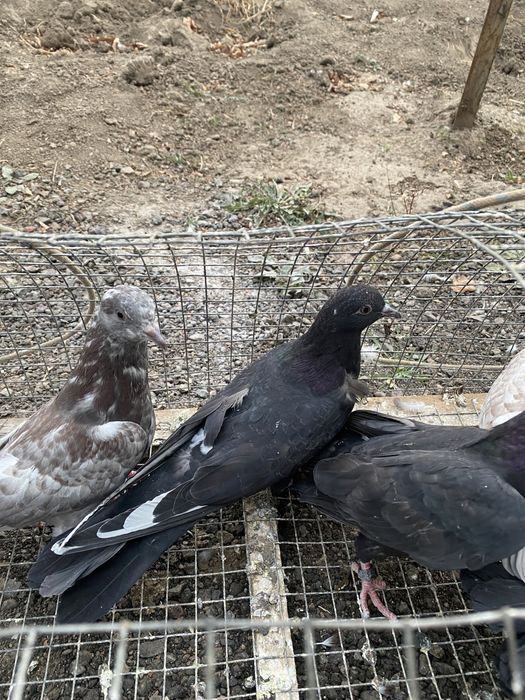 Продам годубей молодежь