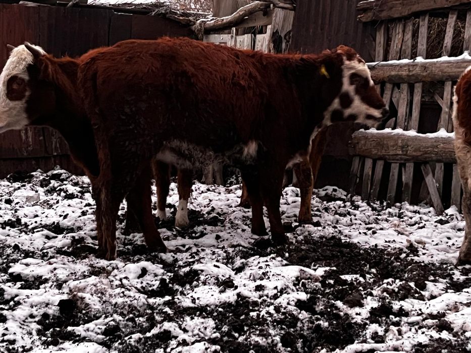 Продаются ТЕЛОЧКИ