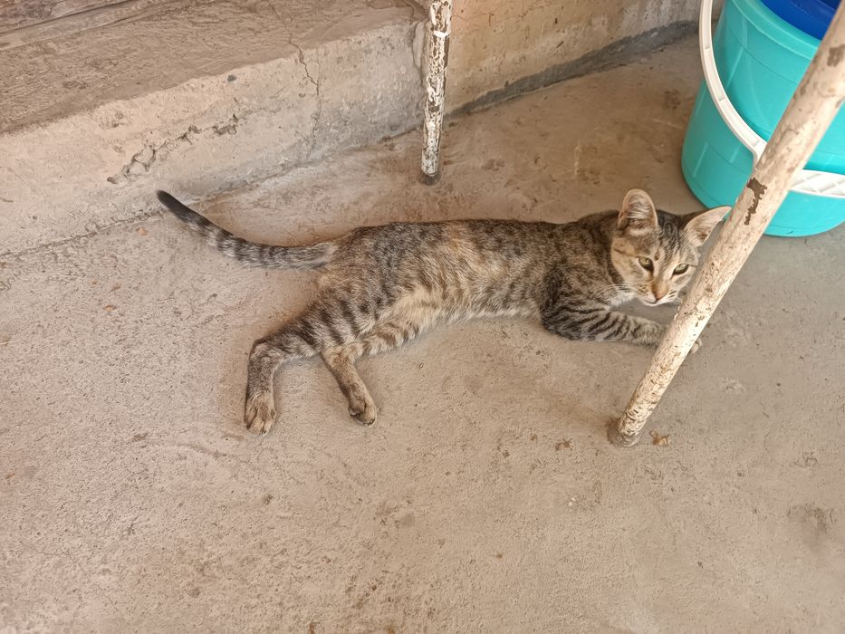 Aqilli muloyim ovchi muwukla