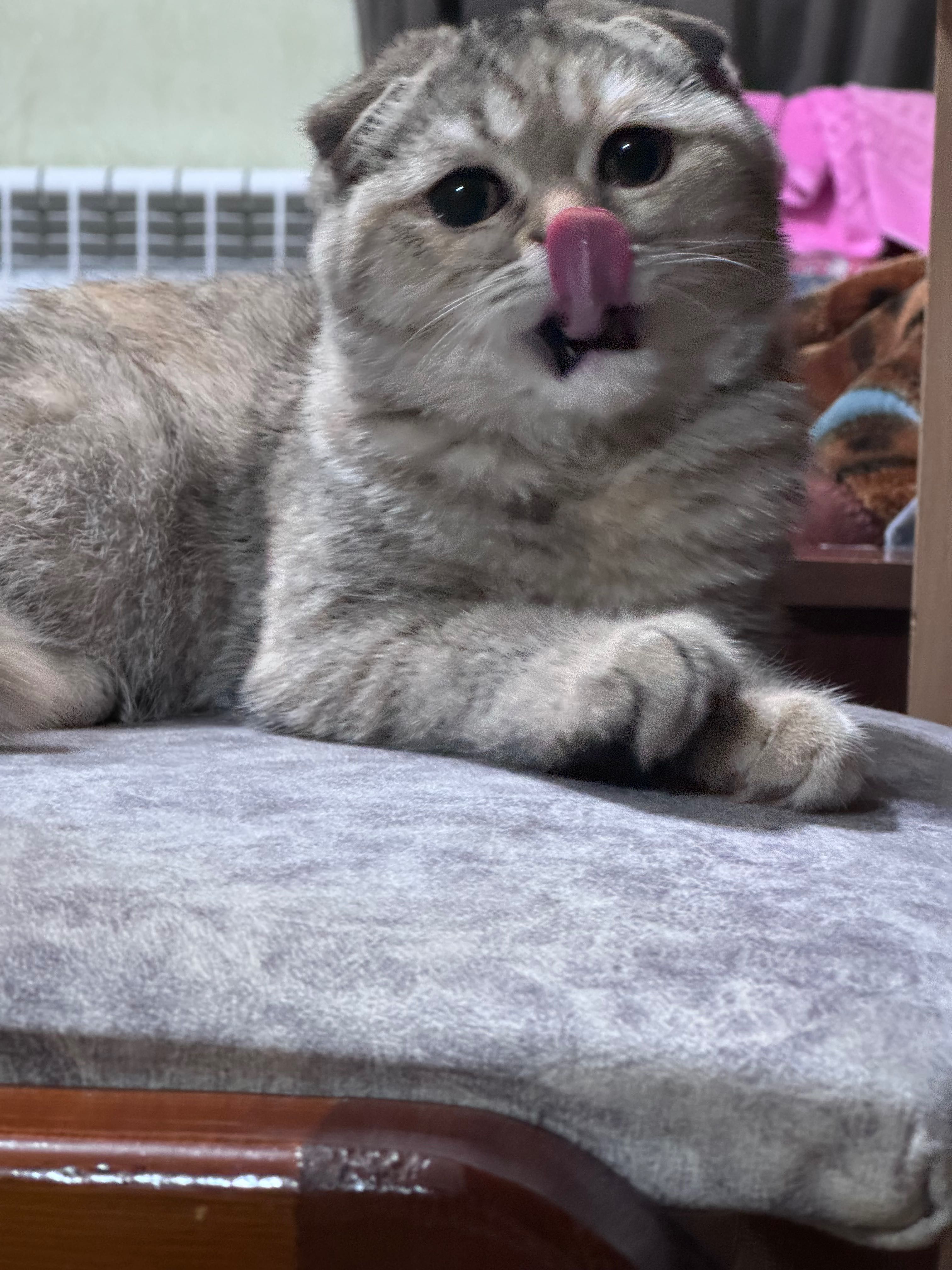 Кошка скоттиш  фолд