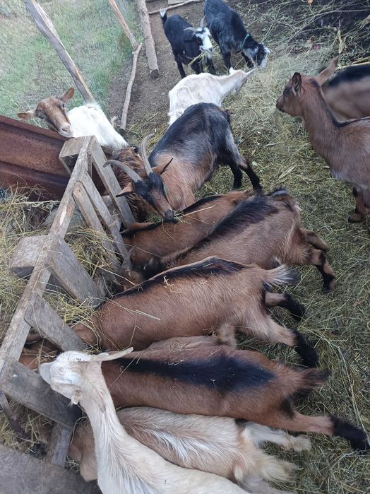 Capre, țapi și iezi de vânzare