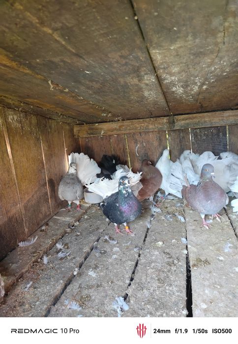 Vand Porumbei voltați