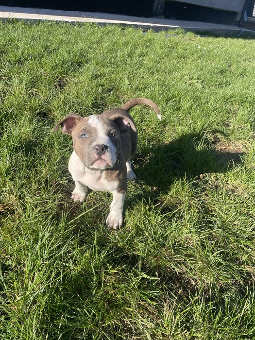 American Staffordshire Terrier