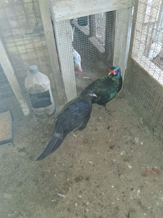 Fazani.Gaini de rasa, pauni,cocosi albi, gaini tara, oua pt incubat