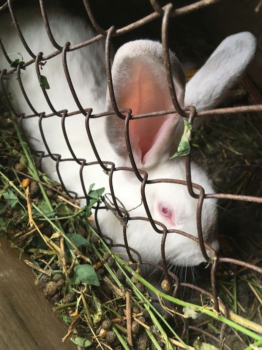 Iepuri Californian cu Urias de transilvania