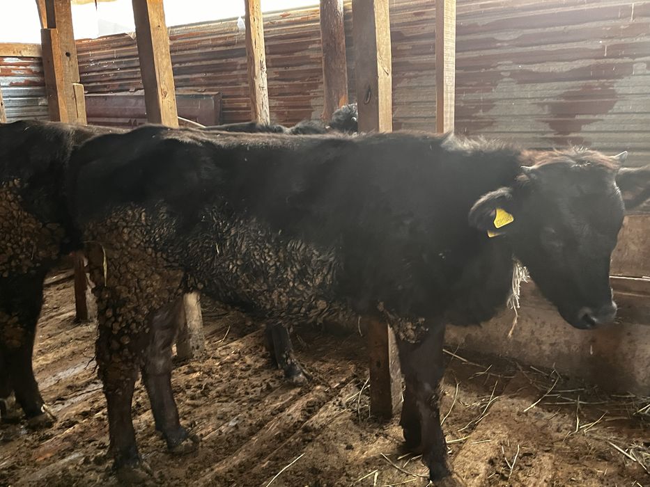 1 Еркек 2 Ұрғашы