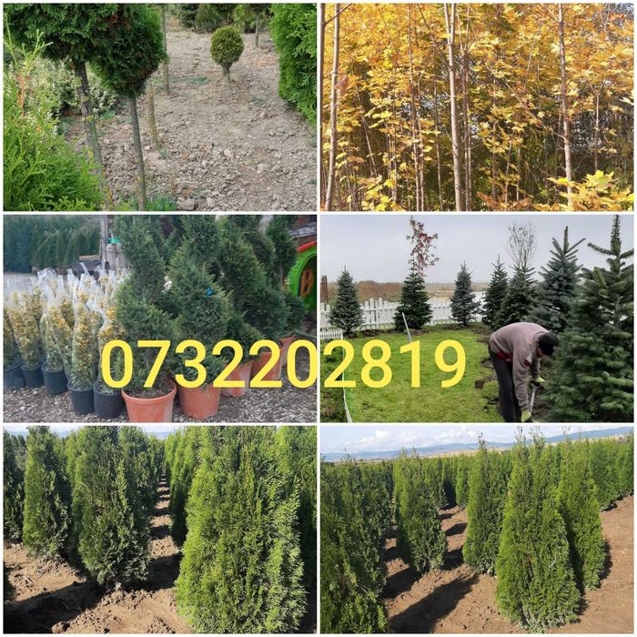 Vând mesteacăn, tei, fag, stejar, paltin, platan, arbuști ornamentali