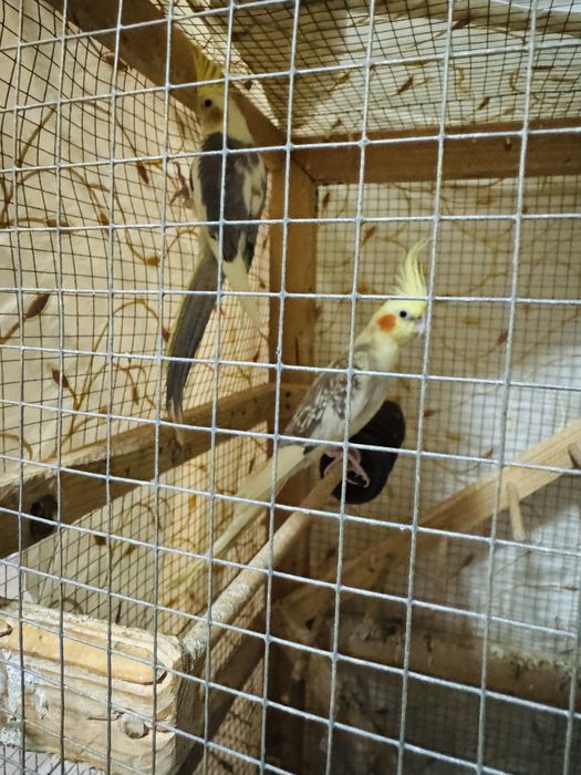 Vand papagali (Nimfe), parinti reproducatori 3 ani