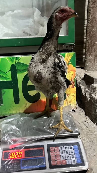 4 oylik jo'ja tuximga kiryapti