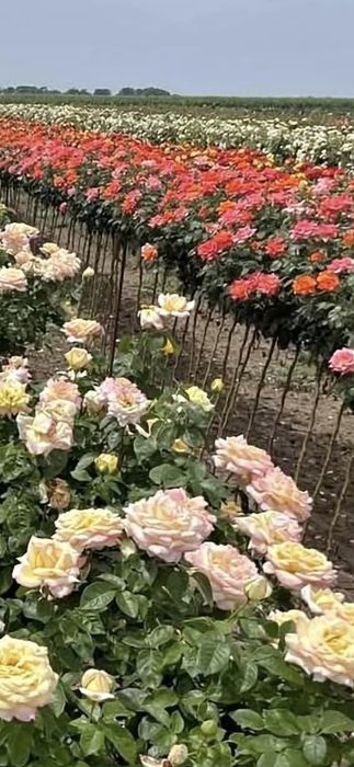 Prun.Ciresi.Mar.Alun.Nuci Chandler Aronia.Trandafiri pomisor.Afin."RO