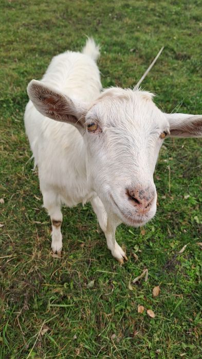 Vând capre în comuna Drăgușeni jud Botoșani
