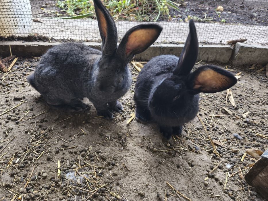 Iepuri  uriaș german