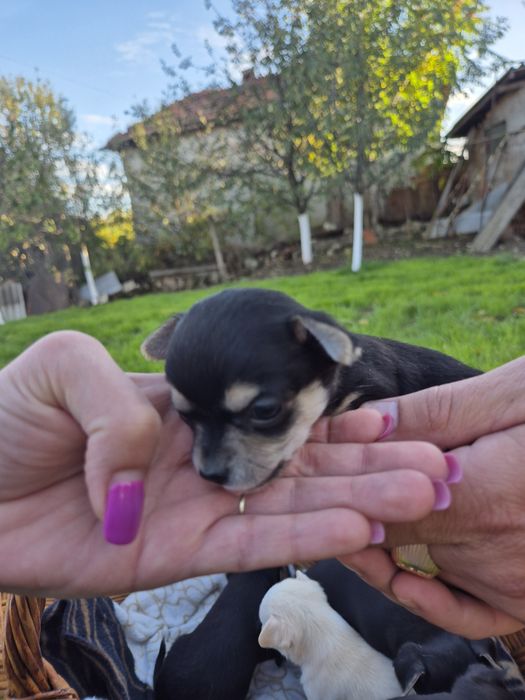 Мини чихуахуа пет момченца