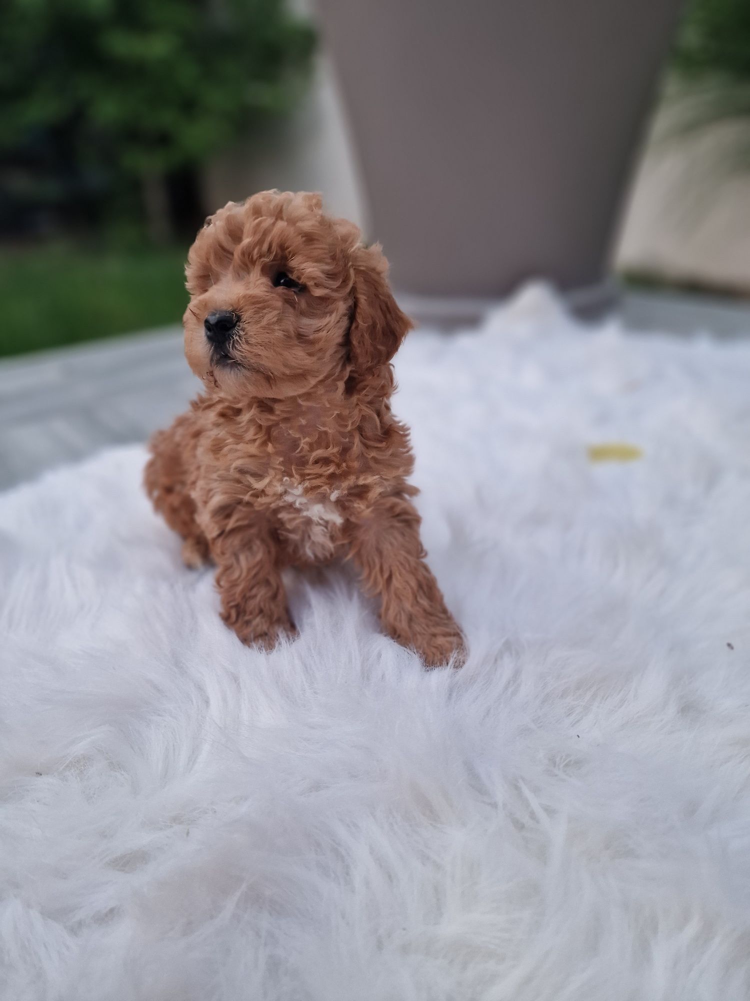 Poodle maltipoo roscat