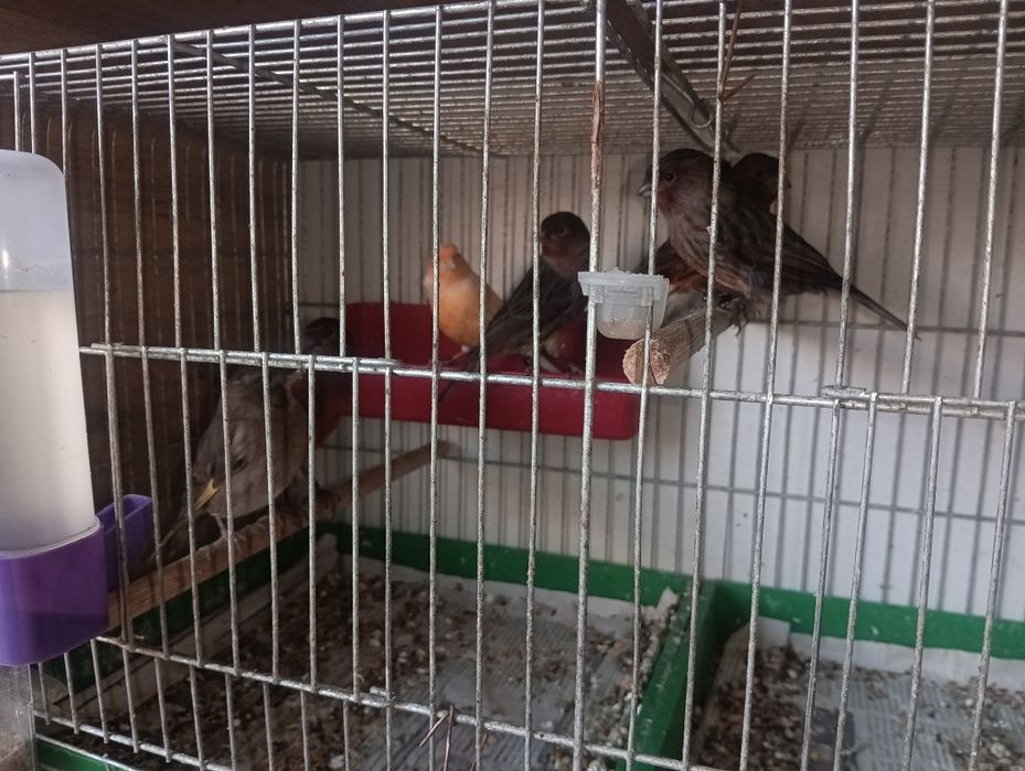 Канарчета таз годишни