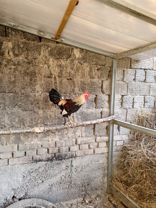 Товук хурозлар сотилади япон. Соглом