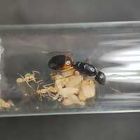 Camponotus fedtschenkoi муравьи
