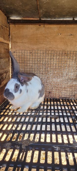 Зайци немска пеперуда