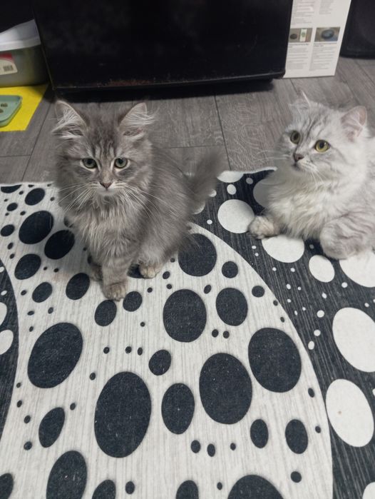 Сибирски  котета (сребърно