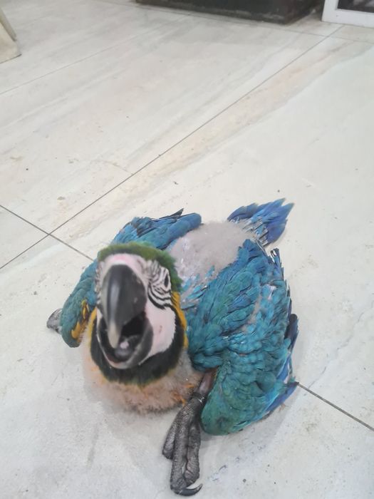 Vand pui ara araruna