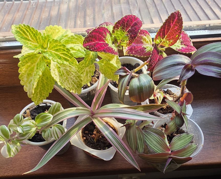 Продам набором комнатные цветы сциндапсусы. Колеус. Традиск.