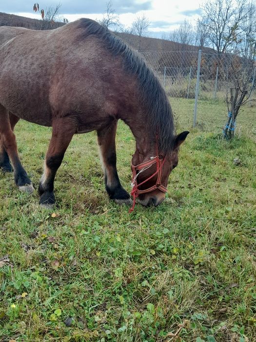 Iapă de vânzare - foarte bună