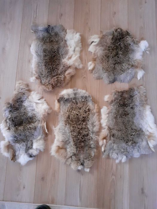 Piei/Blanuri argasite de iepure