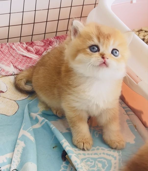 Продаётся чистокровный  британец