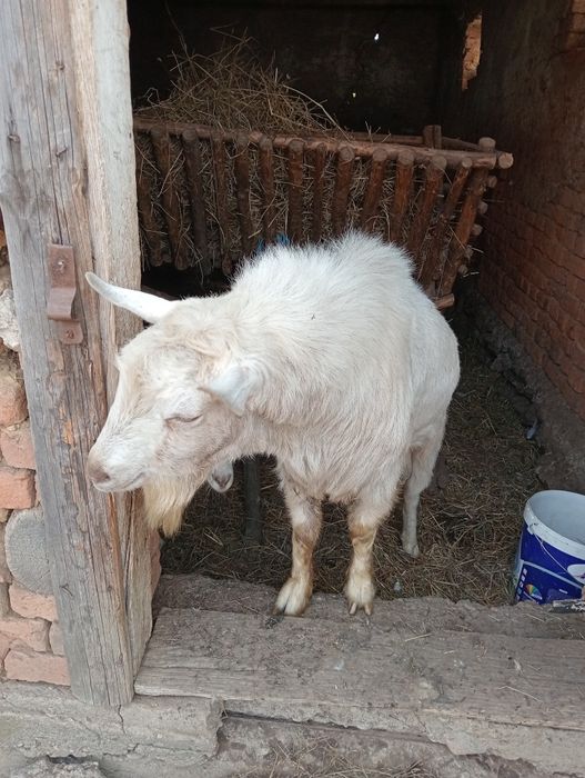 Capră și țap de vânzare