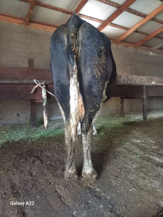 Буаз сиыр сатылады бағасы 700мын саудасы бар 18 20литр сути бар