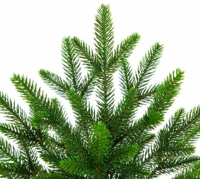 Brad artificial eveXmas 65 cm, 67 ramuri, Verde, Suport și Sac Iută